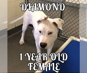 American Bulldog-Unknown Mix Dogs for adoption in Middletown, NY, USA