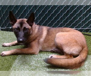 Mutt Dogs for adoption in Downey, CA, USA