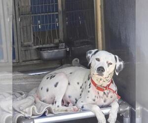 Dalmatian Dogs for adoption in Camarillo, CA, USA