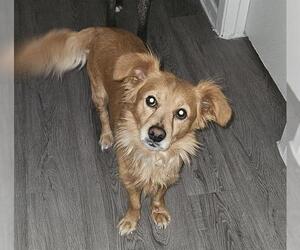 Mutt Dogs for adoption in San Antonio, TX, USA