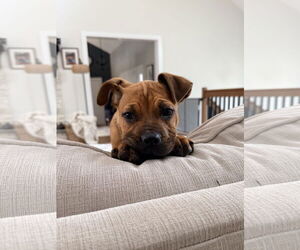 Boxer-Unknown Mix Dogs for adoption in Tarrytown, GA, USA