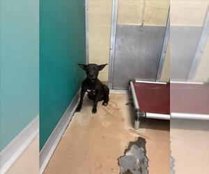 American Pit Bull Terrier-Unknown Mix Dogs for adoption in Texas City, TX, USA