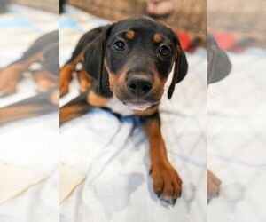 Jack Russell Terrier-Unknown Mix Dogs for adoption in St. Louis Park, MN, USA