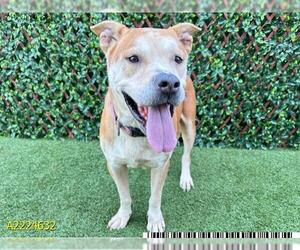 American Pit Bull Terrier Dogs for adoption in West Palm Beach, FL, USA