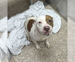 American Pit Bull Terrier-Unknown Mix Dogs for adoption in Martinsburg, WV, USA