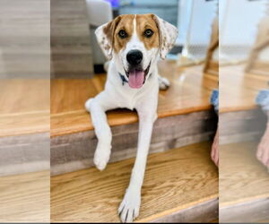 Labrador Retriever-Unknown Mix Dogs for adoption in Rockaway, NJ, USA