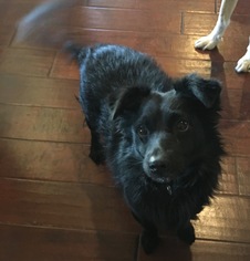 Schip-a-Pom Dogs for adoption in McKinney, TX, USA