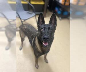 Mutt Dogs for adoption in Chula Vista, CA, USA