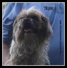 Shih Tzu Dogs for adoption in Denison, TX, USA