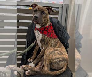 Bulloxer Dogs for adoption in Toronto, Ontario, Canada