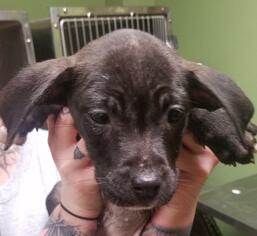 Labrador Retriever Dogs for adoption in Columbus, GA, USA