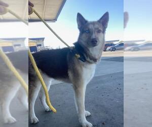 Siberian Husky Dogs for adoption in Bakersfield, CA, USA
