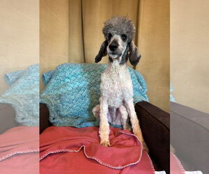 Poodle (Standard) Dogs for adoption in Pacolet, SC, USA