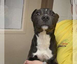 American Pit Bull Terrier Dogs for adoption in Decatur, IL, USA