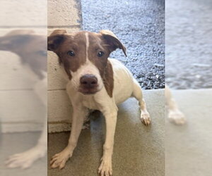 Labrador Retriever-Unknown Mix Dogs for adoption in San Bernardino, CA, USA