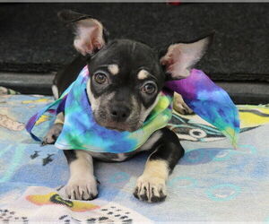 Chug Dogs for adoption in Bandera, TX, USA