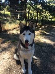 Siberian Husky Dogs for adoption in Paso Robles, CA, USA