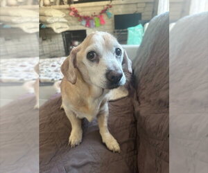 Beagle-Unknown Mix Dogs for adoption in Salt Lake City, UT, USA