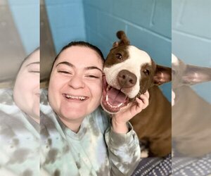 American Pit Bull Terrier-Labrador Retriever Mix Dogs for adoption in West Cornwall, CT, USA