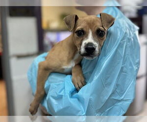 Mutt Dogs for adoption in Raleigh, NC, USA