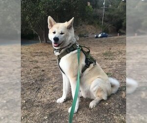 Akita Dogs for adoption in Santa Clarita, CA, USA