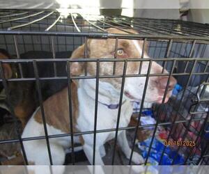 American Pit Bull Terrier-Unknown Mix Dogs for adoption in Ocala, FL, USA