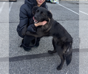 Colonial Cocker Spaniel Dogs for adoption in Brooklyn, NY, USA