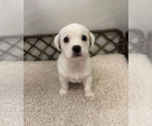 Boxador Dogs for adoption in Lakewood, CO, USA