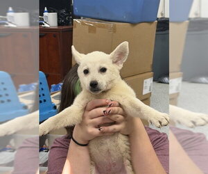 Siberian Husky-Unknown Mix Dogs for adoption in Pasadena, TX, USA