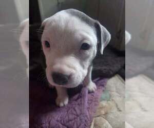 Mutt Dogs for adoption in Holly Springs, NC, USA