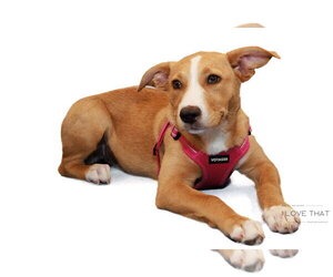 Labrador Retriever-Unknown Mix Dogs for adoption in The Woodlands, TX, USA