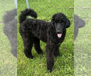 Poodle (Standard) Dogs for adoption in LAKE ST LOUIS, MO, USA