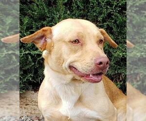 Dorgi Dogs for adoption in Albuquerque, NM, USA