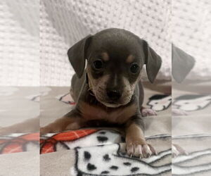 Chihuahua-Unknown Mix Dogs for adoption in Princeton, MN, USA