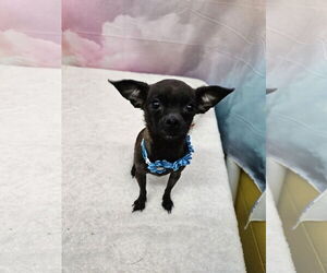 Chihuahua-Unknown Mix Dogs for adoption in Metairie, LA, USA