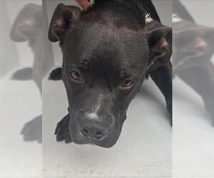 American Pit Bull Terrier Dogs for adoption in Houston, TX, USA