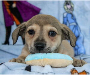 Dachshund-Unknown Mix Dogs for adoption in Weston, FL, USA