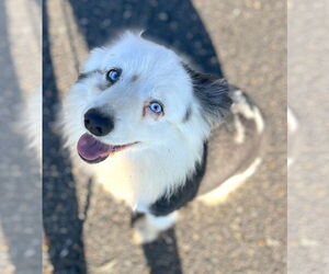 Australian Shepherd Dogs for adoption in Mount Airy, NC, USA