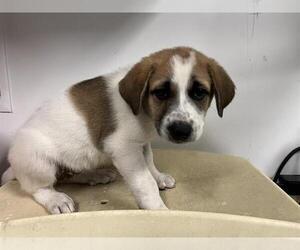 Saint Bernard-Unknown Mix Dogs for adoption in Corona, CA, USA