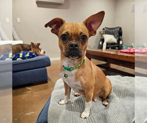 Pug Dogs for adoption in Chico, CA, USA