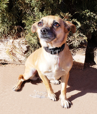 Dachshund Dogs for adoption in Albuquerque, NM, USA