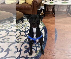 Labrador Retriever-Unknown Mix Dogs for adoption in Tarrytown, GA, USA