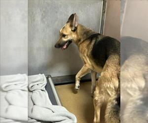 German Shepherd Dog Dogs for adoption in Martinez, CA, USA