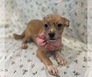 Puggle Dogs for adoption in Lakewood, CO, USA