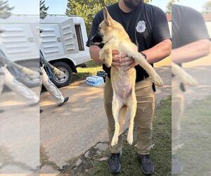 German Shepherd Dog-Unknown Mix Dogs for adoption in Oklahoma City, OK, USA
