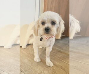 Maltese Dogs for adoption in Menifee, CA, USA