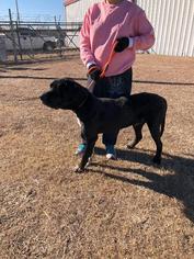 Medium Photo #1 Daniff Puppy For Sale in BULLARD, TX, USA