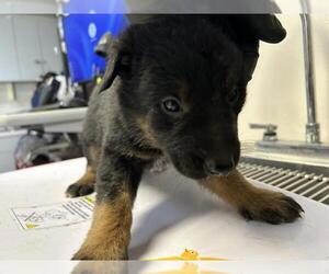 Doberman Pinscher-Unknown Mix Dogs for adoption in Visalia, CA, USA