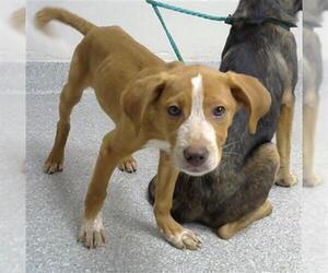American Pit Bull Terrier-Unknown Mix Dogs for adoption in Pasadena, TX, USA