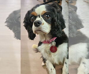 Cavalier King Charles Spaniel-Unknown Mix Dogs for adoption in Farmington, MN, USA